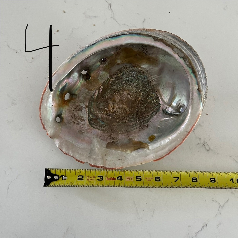 Natural Abalone Large Shell - Picture 16 of 16